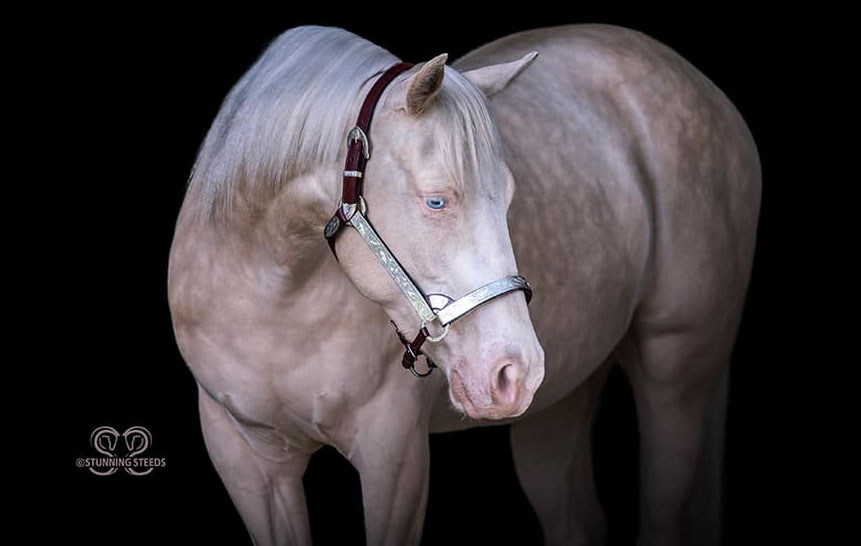 American Quarter Horse, King of Frost . Owned by Southern Edge Stables